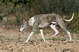 WHIPPET 133